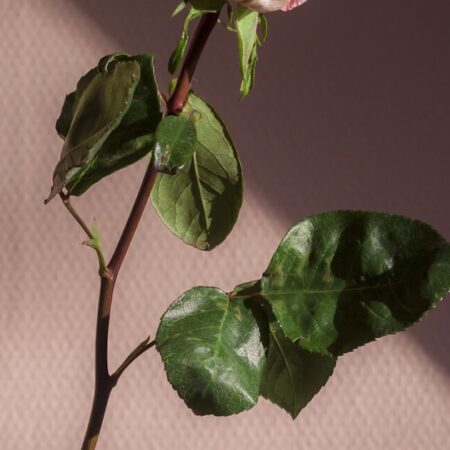 Мелбет Казахстан 2026 — обзор букмекера, бонусы до 97 000 тенге и Kaspi